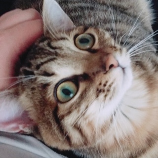 超甘えんぼ鍵シッポくん