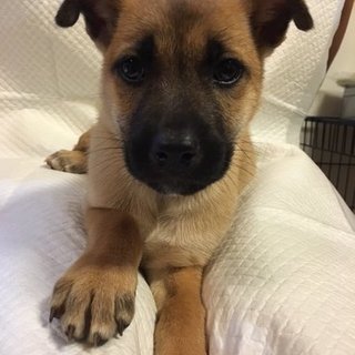 保健所からレスキューした子犬⑪