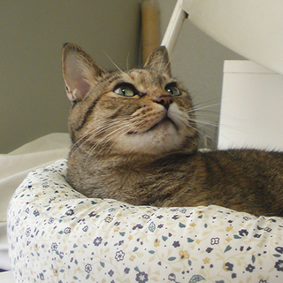 接待猫ニャーちゃん♪キジサビ♀