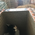 里親になってあげてください