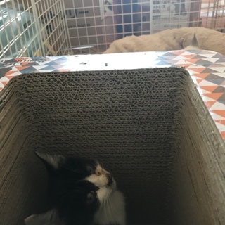 里親になってあげてください