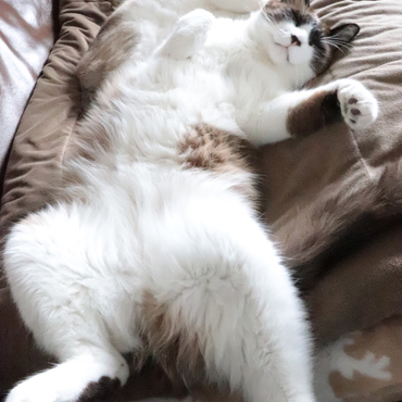 警戒心なく眠れるって幸せよね。酔っぱらいみたい(笑)