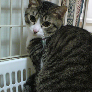 甘えん坊主シロップ♪キジ白♂