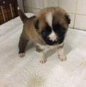 家族ができました！