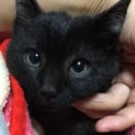 決まりました！ イケメン黒猫中毛君里親募集