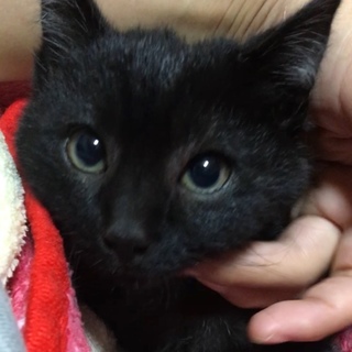 決まりました！ イケメン黒猫中毛君里親募集