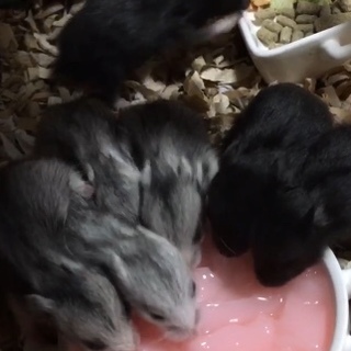 子ども長毛ゴールデンハムスター