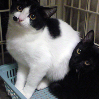 甘えたビビリな白黒♂マル♪