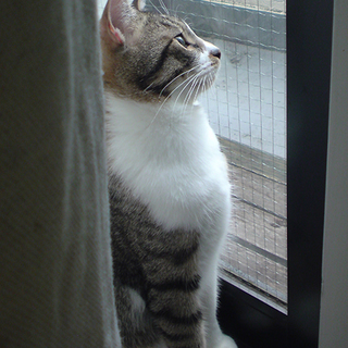 ナデナデ大好き、おっとりキジ白♂チャタ♪