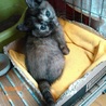 あまあま♡さび仔猫ののちゃん里親募集 サムネイル5