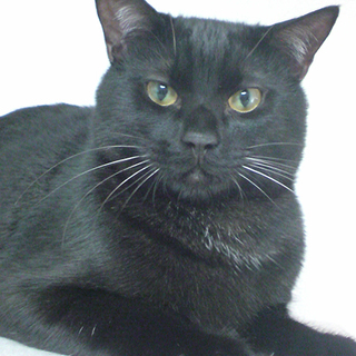 とぼけた甘えん坊♂クロクロ♪