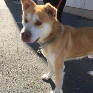 元気いっぱい！人が大好き、やまと君