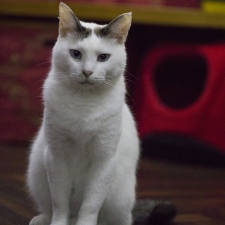 【サバ君】青い瞳のシャイなイケメン