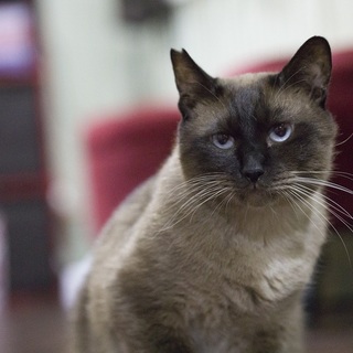 【将くん】シャムミックス青目のイケメン