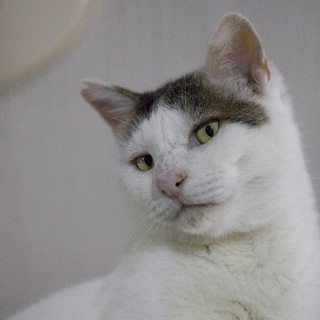 【シロー】渋めな顔の白キジの男の子