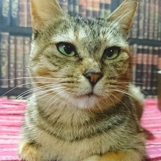 【くぬちゃん】お膝大好きなムギワラ柄の女の子