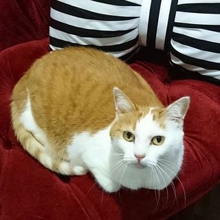 【チャコちゃん】とっても甘えん坊な茶白の女の子