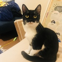 にゃーどん