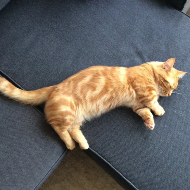 ななのすけのカバー写真