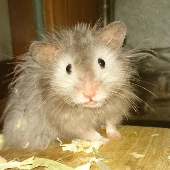 しゃっきーのカバー写真