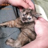 あまあま♡さび仔猫ののちゃん里親募集 サムネイル2