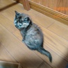 あまあま♡さび仔猫ののちゃん里親募集 サムネイル6