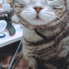 ねこあず
