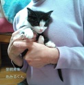 美仔猫♡白黒あみるくん里親募集