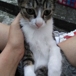 シャイなしずくちゃんの家族になって下さい。