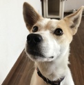 利口なMIX犬 推定1歳半