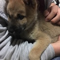 里親急募 北海道犬 生後10ヵ月です。