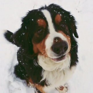    【交渉中の為一旦募集停止】バーニーズ♂のパオ