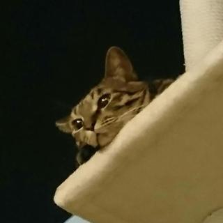 一匹飼い推奨キジトラちゃん里親さん募集です。