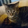 一匹飼い推奨キジトラちゃん里親さん募集です。 サムネイル2