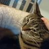 一匹飼い推奨キジトラちゃん里親さん募集です。 サムネイル3