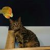一匹飼い推奨キジトラちゃん里親さん募集です。 サムネイル4
