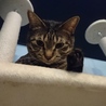 一匹飼い推奨キジトラちゃん里親さん募集です。 サムネイル6