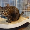 一匹飼い推奨キジトラちゃん里親さん募集です。 サムネイル7