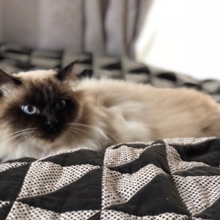 現場遺棄の長毛の男の子