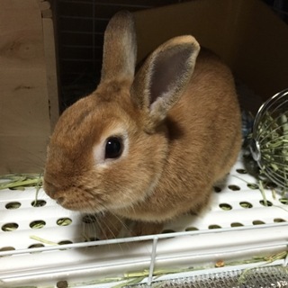 元気なネザーランドドワーフ