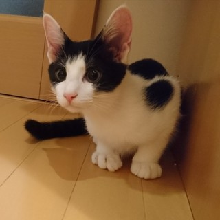 イケメン☆性格花丸