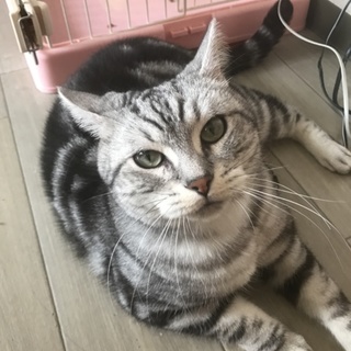 アメリカンショートヘア