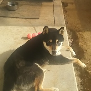 元気いっぱいな柴犬です