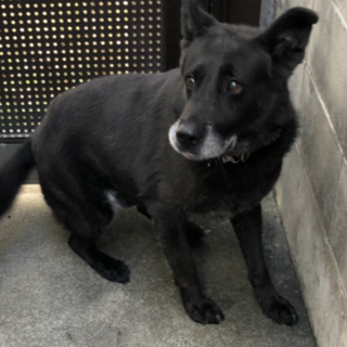 強運の元気いっぱいシェパード×ラブmix