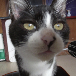 【宮城県仙台市】子猫里親募集です！！