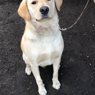 甘えん坊のラブミクスの男の子