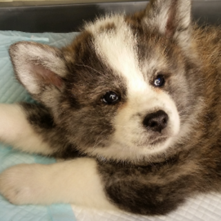 チビ秋田犬の女の子