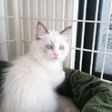 ラグドール子猫♂です