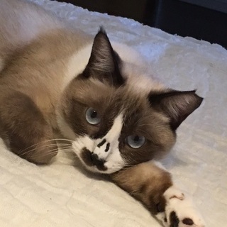 おうち決まりました。ありがとうございます。