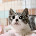仲良し子猫兄弟、ショウくん